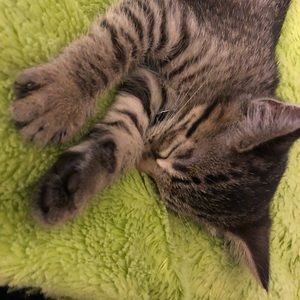 Meet your Posher, Caitlin